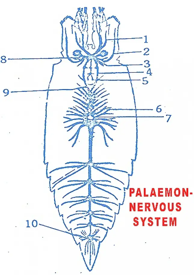 PALAEMON (PRAWN) NERVOUS SYSTEM: 1. ANTENNULARY NERVE  2. ANTENNARY NERVE  3. BRAIN  4.PERI-OESO PHAGEALL CONNECTIVES  5. SYMPATHETIC NERVOUS SYSTEM  6. VENTRAL THORACIC GANGLIONIC MASS  7. APERTURE FOR STERNAL ARTERY  8. OPTIC NERVE  9. TRANSVERSE CONNECTIVE  10. ABDOMINAL GANGLIA
