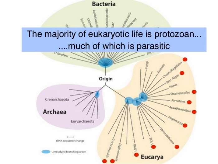 AN INTRODUCTION TO PROTOZOA