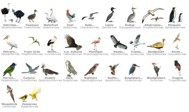 CLASSIFICATION OF AVES