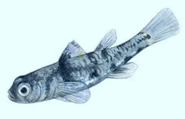 Smallest freshwater fish — Pandaka