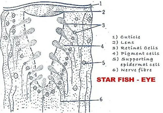EYE OF STAR FISH