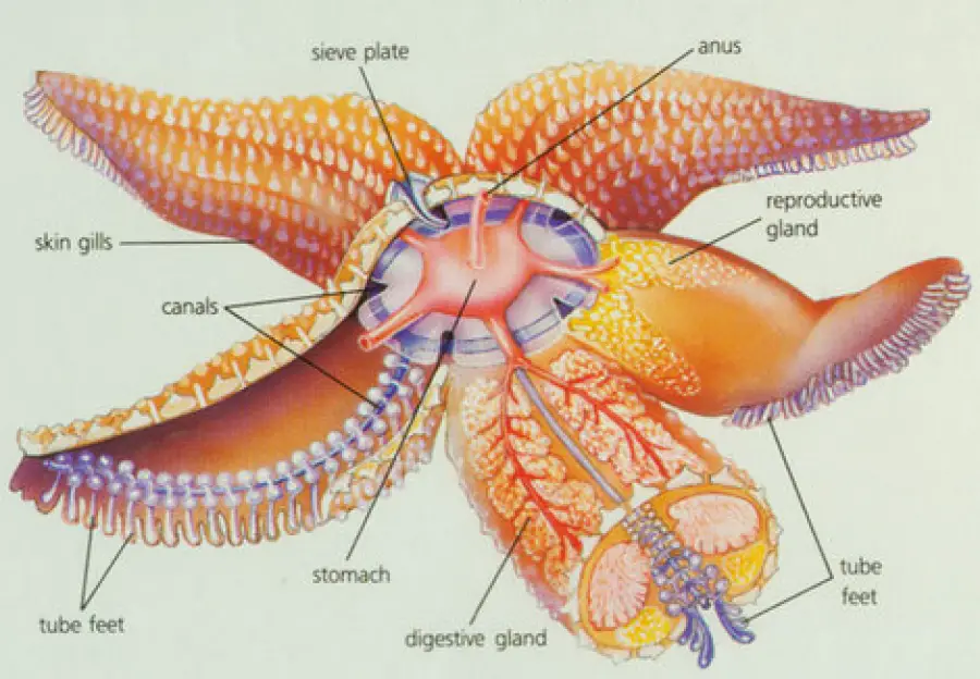 WATER VASCULAR SYSTEM IN DIFFERENT ECHINODERMS