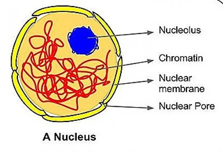 CELL NUCLEUS