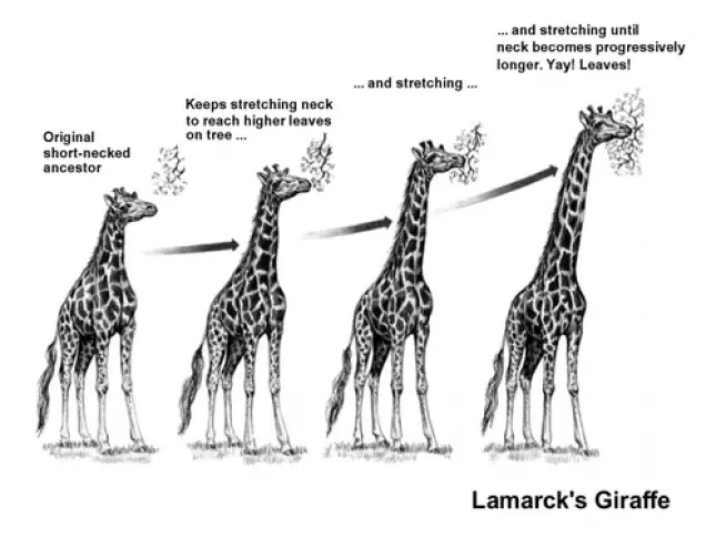 Lamarck&#039;s Giraffe