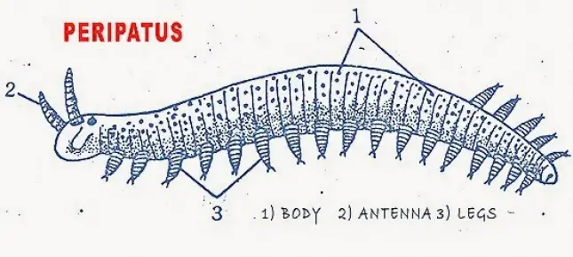ONYCHOPHORA (PERIPATUS): STRUCTURE AND AFFINITIES