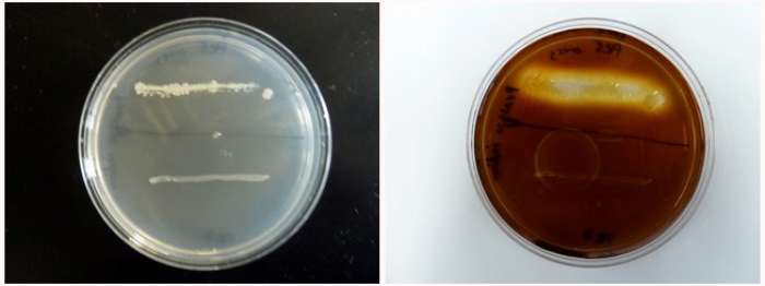 Figure: Two species are inoculated onto a starch plate and incubated at 30°C until growth is seen (plate on the left). The petri dish is then flooded with an iodine solution and photograph taken after 10 minutes (plate on right). Amylase positiv species shows a clearing halo around the growth (top line of growth). Amylase negative species does not have this clear halo (bottom line of growth).
