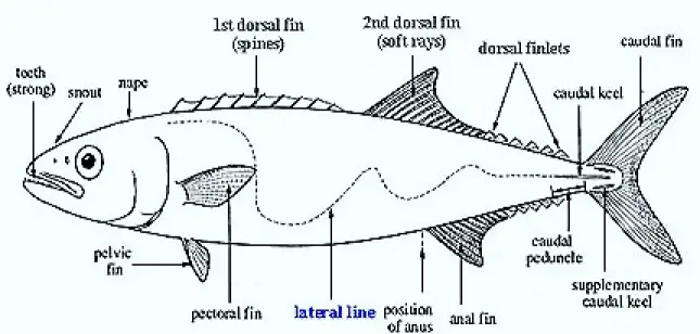 NEUROMAST SYSTEM OR LATERAL TINS SENSE ORGANS IN FISHES
