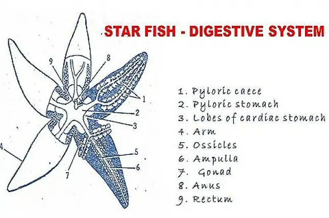 DIGESTIVE SYSTEM IN STAR FISH