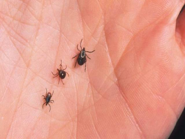 Tick bites can be dangerous due to the diseases that ticks carry. Here are tips for tick bite prevention and treatment.