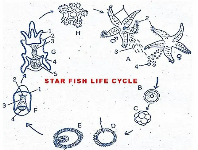 REPRODUCTIVE SYSTEM IN STAR FISH