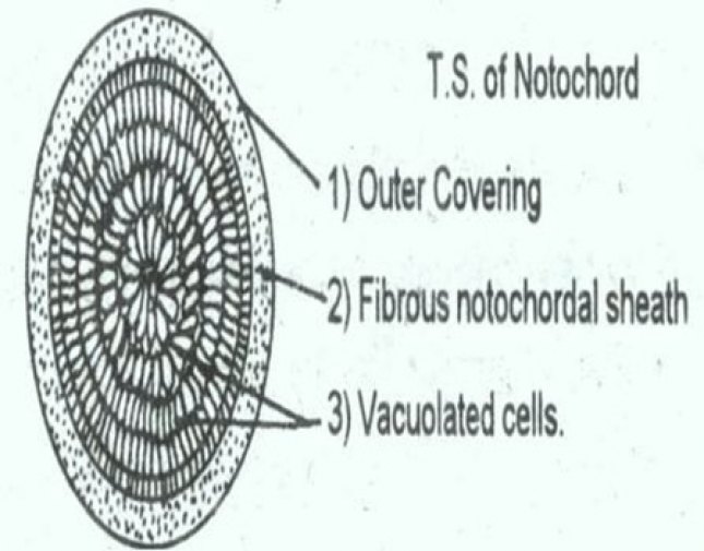 T.S. OF NOTOCHORD