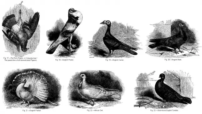 Darwin&#039;s Pigeons