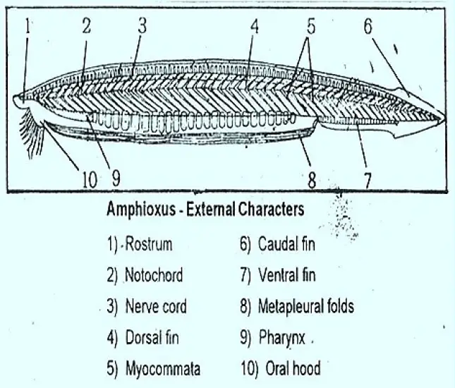 AMPHIOXUS