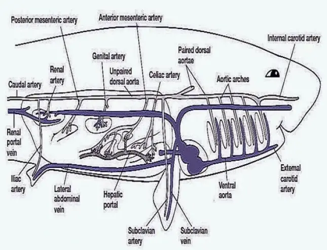 ARTERIAL SYSTEM OF SCOLIODON
