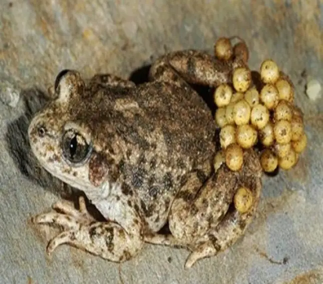 Alytes (Mid wife toad)