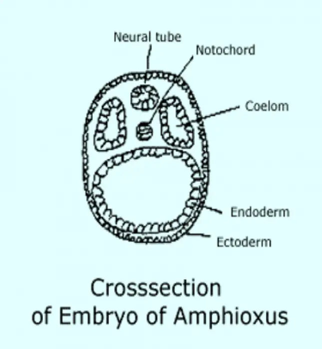 Crosssection of Embryo of Amphioxus