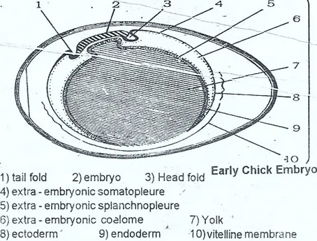 CHICK: EXTRA EMBRYONIC MEMBRANES