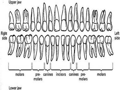 The human permanent dentition. Notice the larger size of the maxilla (upper) crowns compared to the mandible (lower) crowns and the differences between the roots of the same class of tooth. The first molar is the largest of the molar and the first to erupt. This can tooth can often have evidence of attrition on its cusps and crown when the 2nd and 3rd molars lack abrasion due to the 1st’s early eruption. Not to scale.