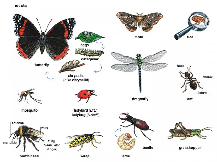 Виды насекомые список. Насекомые названия. Видовые названия насекомых. Картинки насекомых с названиями. Насекомые с названиями для детей.