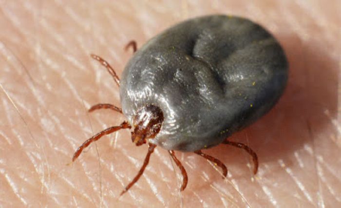 Tick-borne Hemorrhagic Fever Kills Man in Spain | Source: Scientific American | Image: ALL OVER PRESS