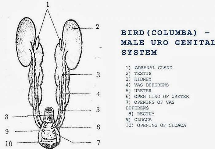 Bird (Columba) Male Urino Genital System