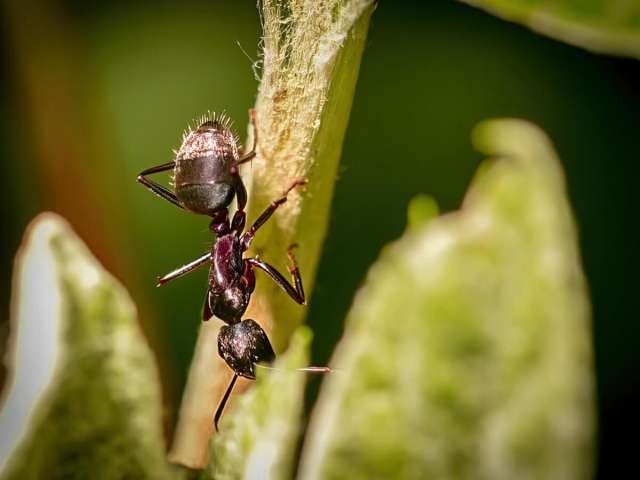 Selective focus shot of an ant climbing down a plant.