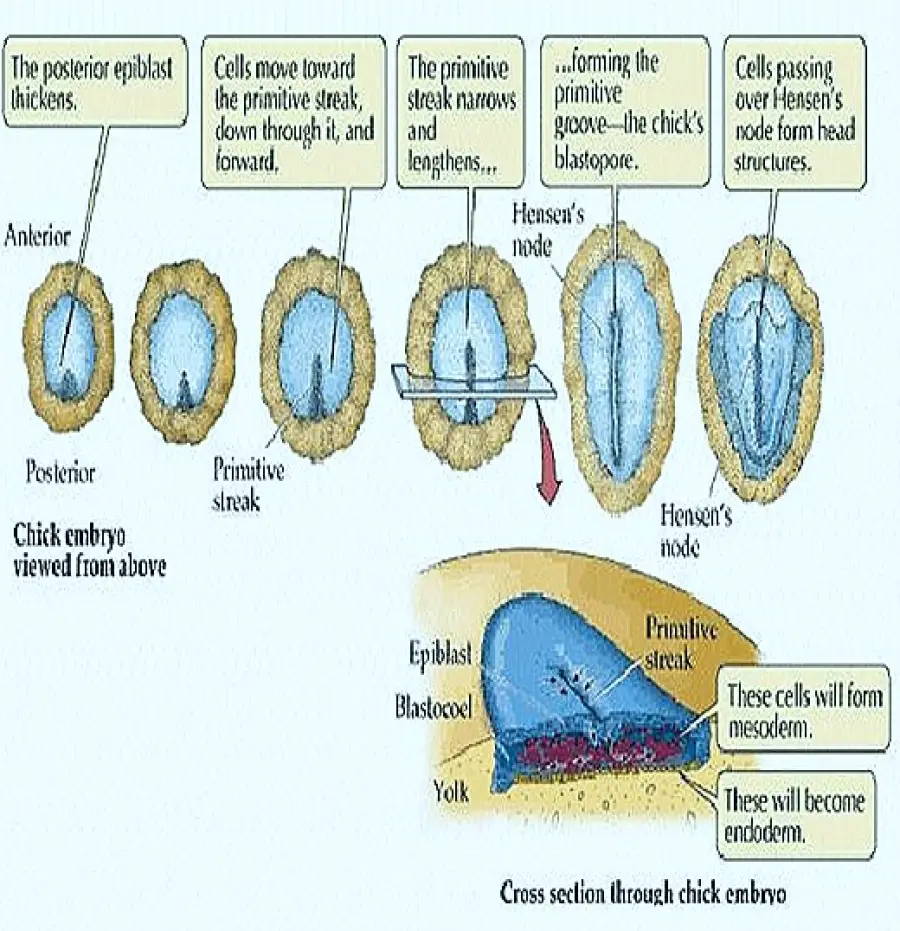 GASTRULATION IN CHICK-II - FORMATION OF ENDODERM
