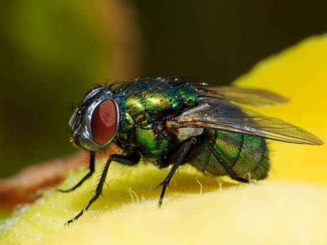 Free photo macro shot of a common green bottle fly on a leaf under the sunlight.