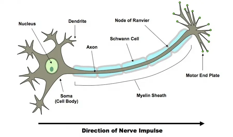 can nerve impulses travel in both directions