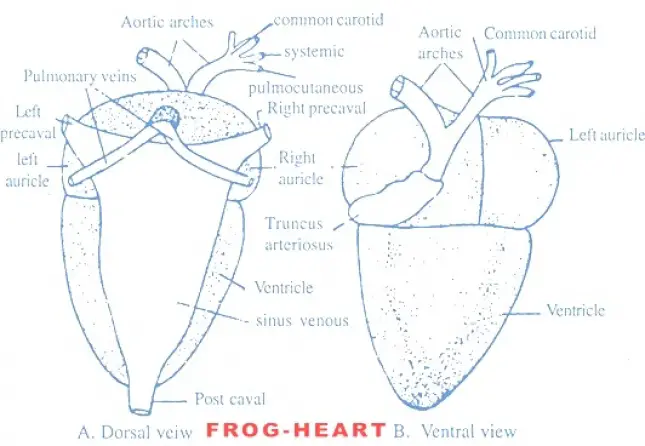 FROG HEART