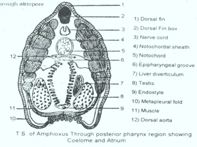 ATRIUM IN AMPHIOXUS