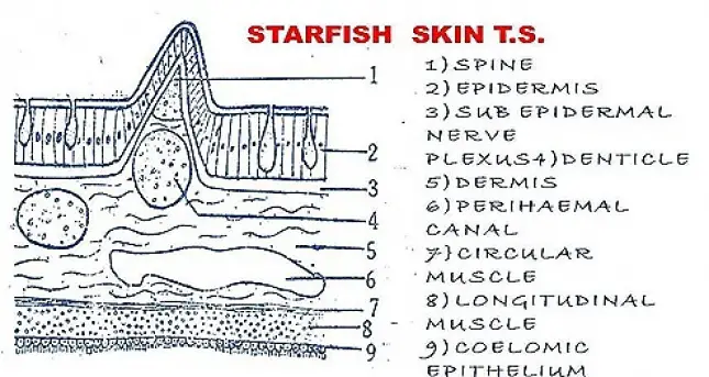 SKIN OF STAR FISH