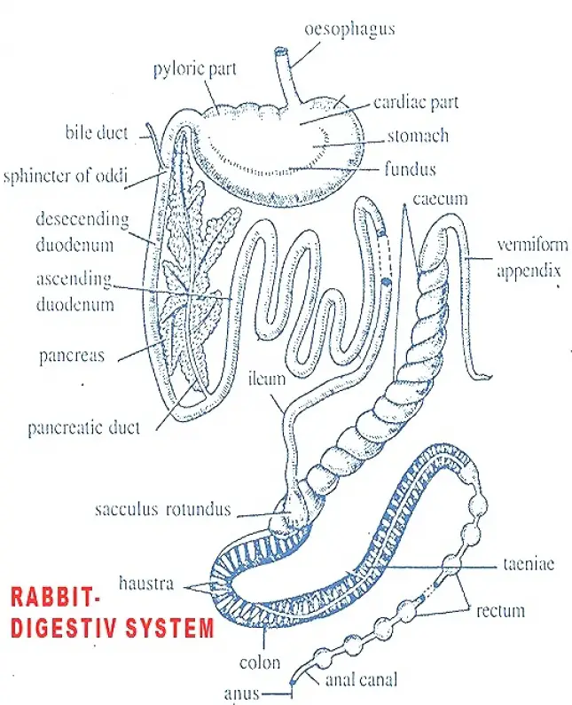 DIGESTIVE SYSTEM OF RABBIT