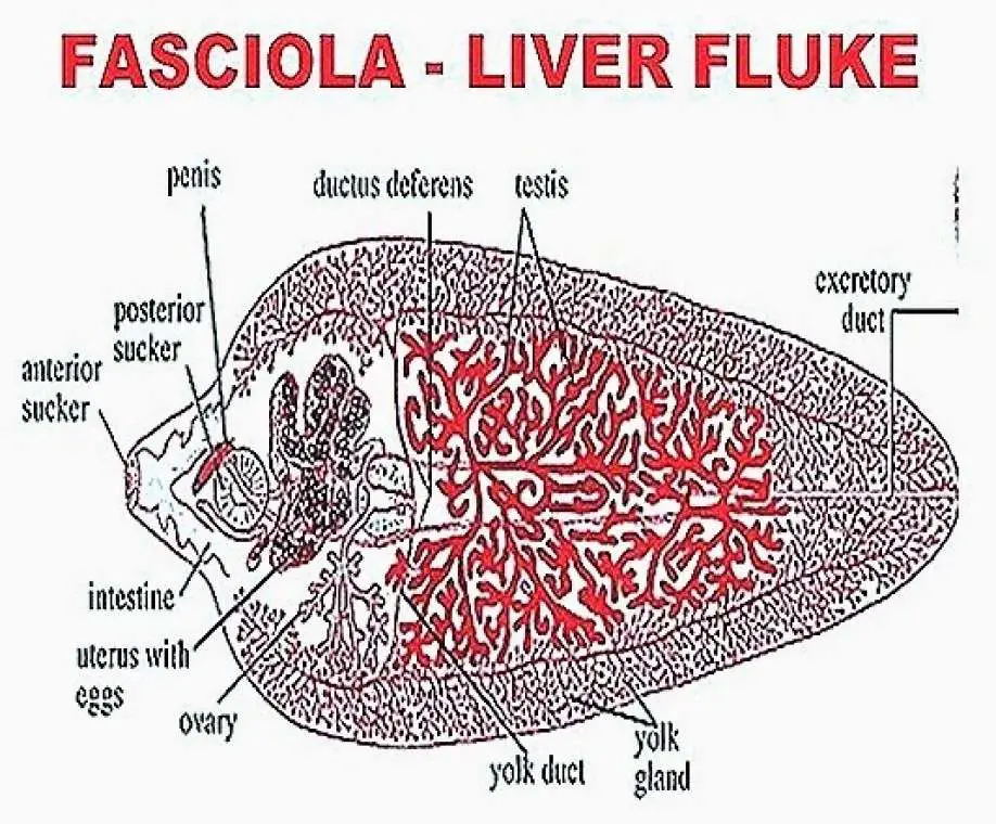 Fasciola hepatica életciklusa Tünetek, Platyhelminthes fasciola