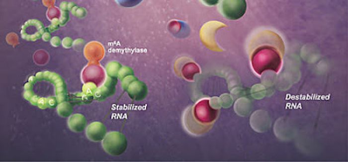 Human cells modify viral RNA with m6A as a means to get rid of the infection. M6A (shown here as red balls) is a beacon for human enzymes (yellow moons) that destabilize viral RNA.