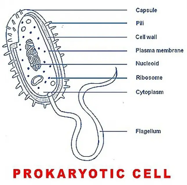 PROKARYOTIC CELL