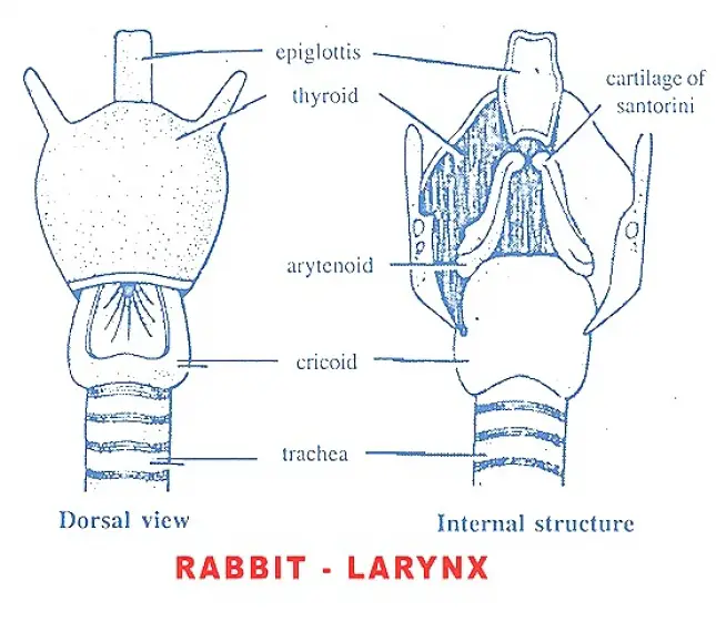 Larynx - Rabbit