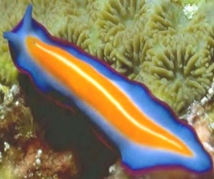 Platyhelminthes tip coelom