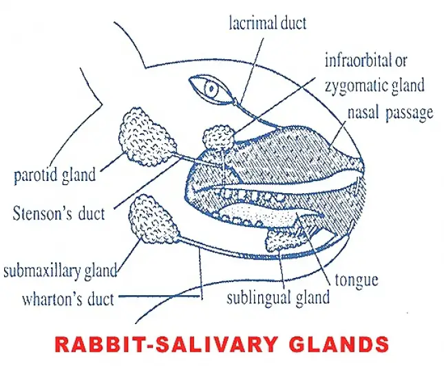 Salivary Glands of Rabbit