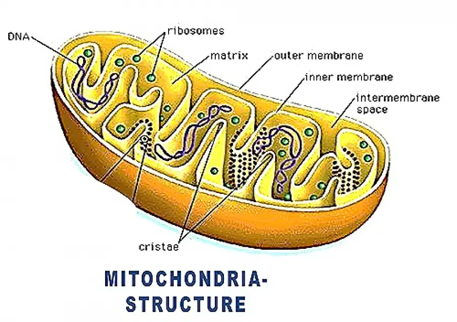 STRUCTURE AND FUNCTION OF MITOCHONDRIA