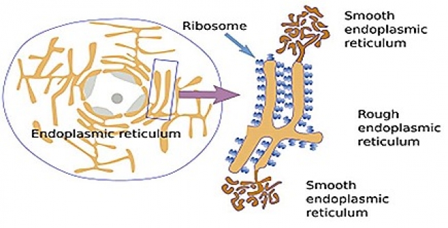 ENDOPLASMIC RETICULUM