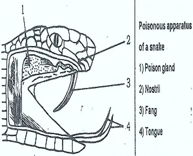 POISON APPARATUS IN SNAKE
