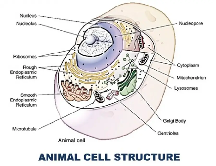 AN ANIMAL CELL STRUCTURE