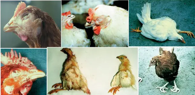 DISEASES IN POULTRY