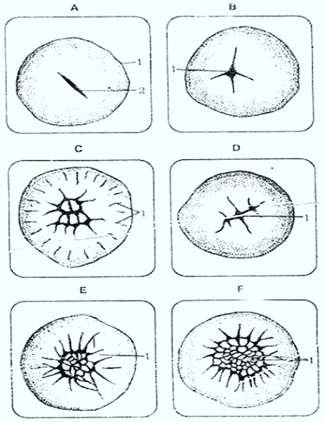 (A) Two celled stage [1. Periblast, 2. Cleavage furrow], (B) Four celled stage [1. Cleavage furrow], (C) Eight celled stage [1. Cleavage furrow], (D) Sixteen celled stage [1. Marginal cells], (E) Thirty two celled stage [1. Marginal cells], (F) 64 celled stage [1. Central Cells]