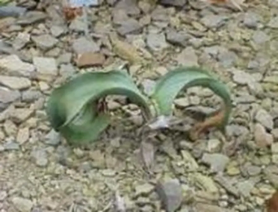Welwitschai mirabilis (a gymnosperm)