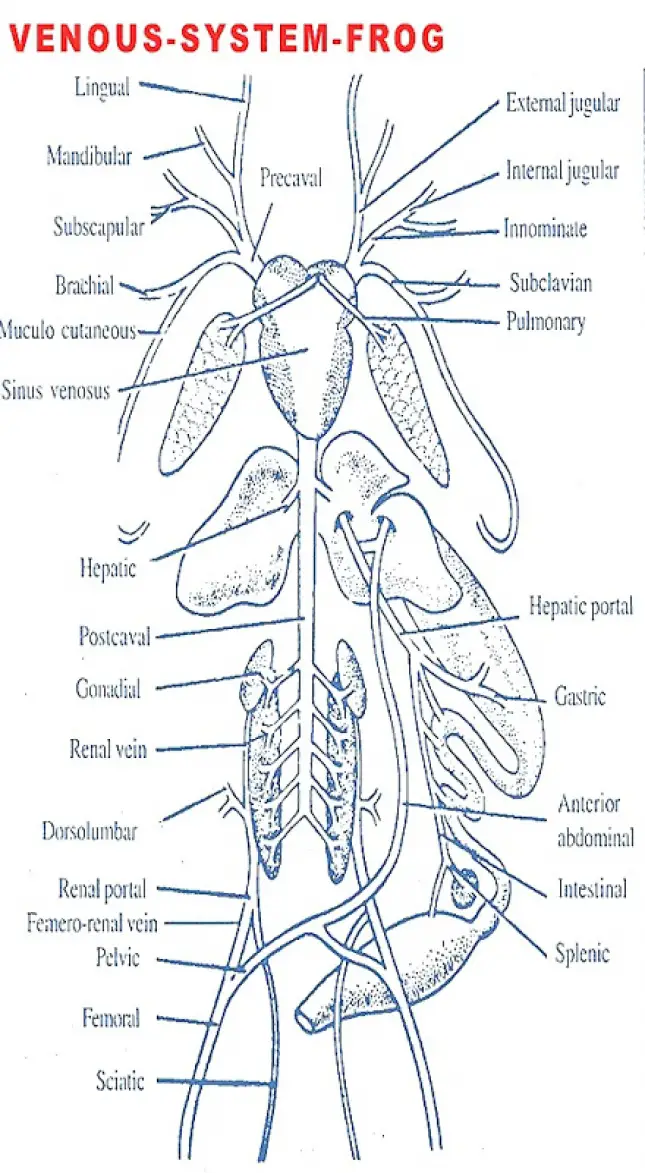 VENOUS SYSTEM OF FROG