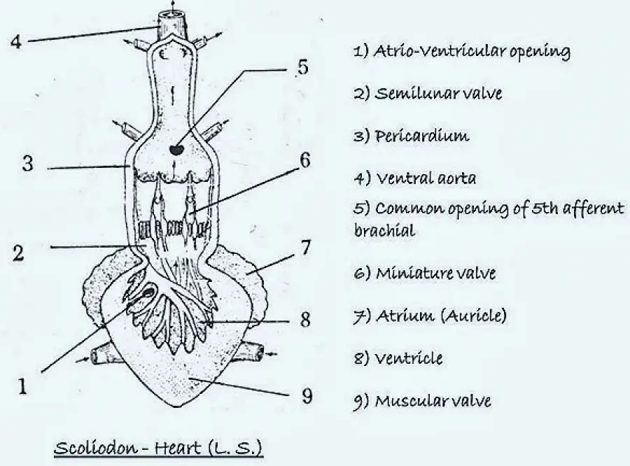 Comparative Anatomy Heart Structure Of Frog And Fish