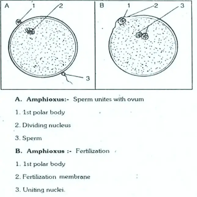 REPRODUCTION IN AMPHIOXUS