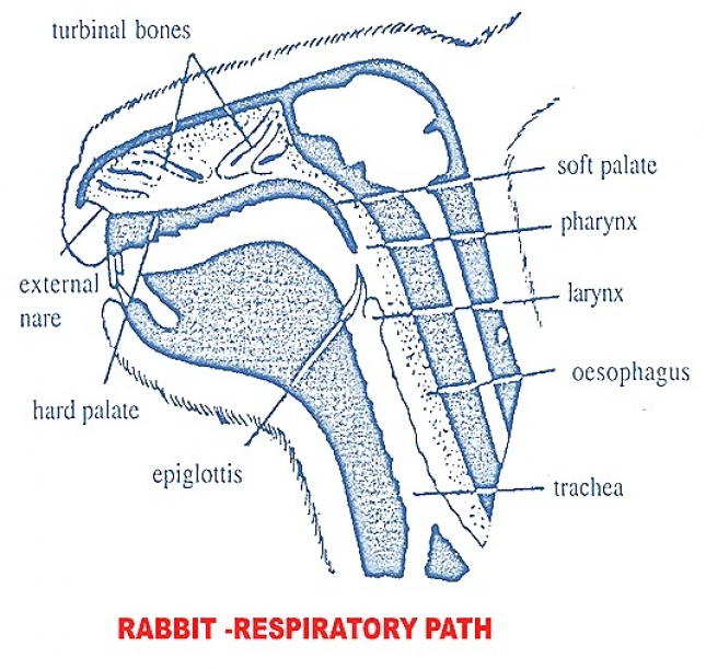 Rabbit Respiratory Path